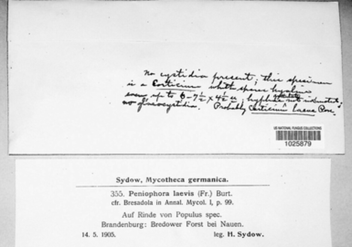 Phanerochaete laevis image